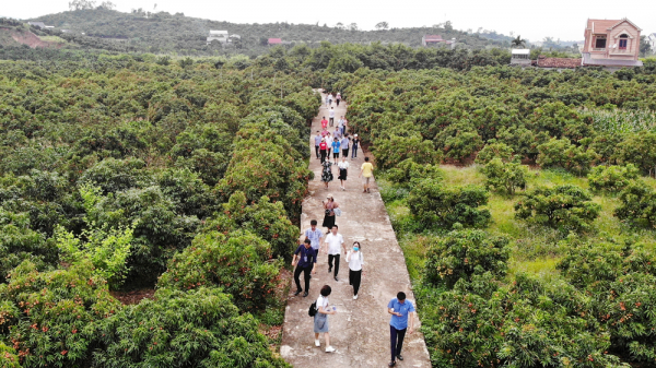 Khách tham quan tại vườn vải thôn Muối, xã Giáp Sơn (Lục Ngạn, Bắc Giang) - Ảnh: Danh Lam